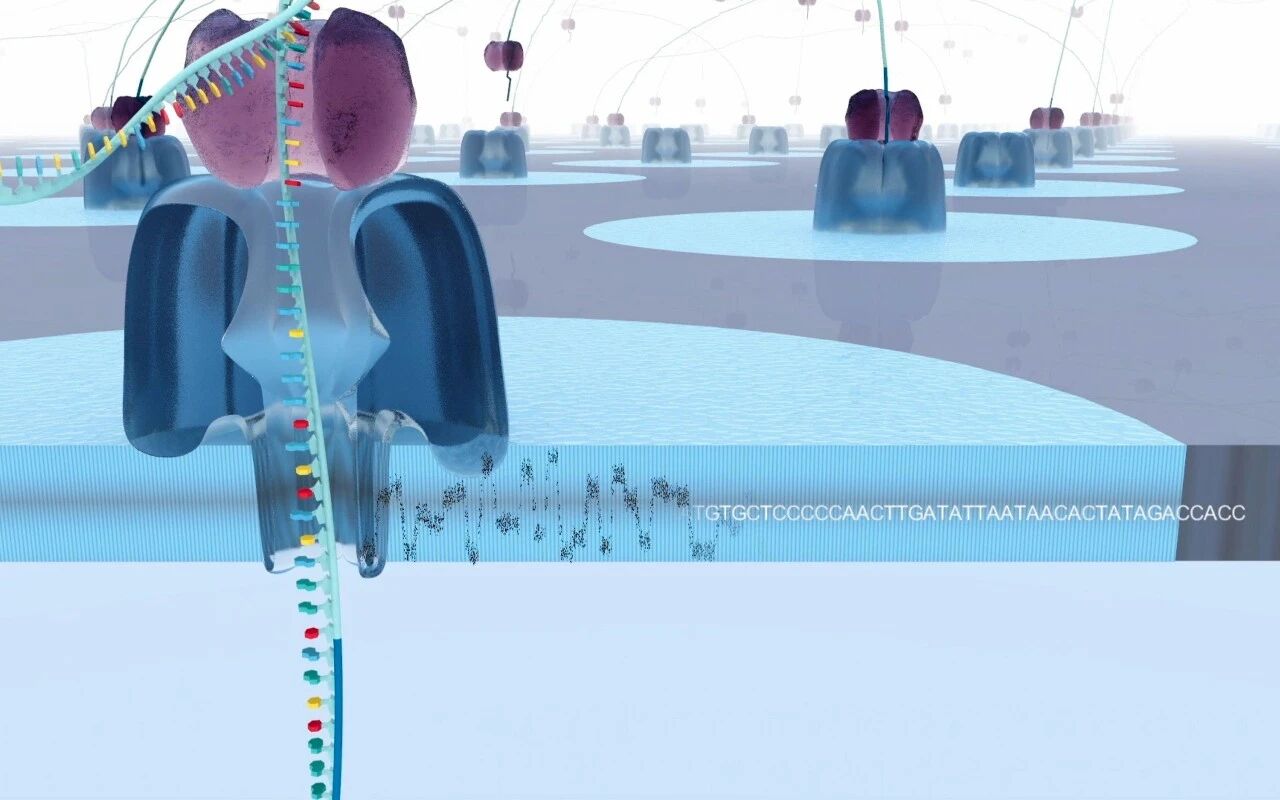 GentlePore nanopore sequencing enables DNA to "pass through tunnels" to read code—GentleGen's third-generation sequencing technology is here!
